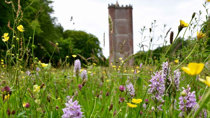 A wildflower meadow with lots of purple and yellow flowers surrounding King Alfred's Tower at Stourhead